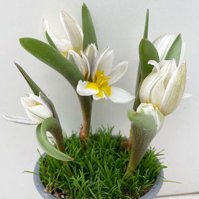 Wildtulpe, weiß, einfach blühend, mit Gras, Topf -Ø 9 cm, 4 Pflanzen