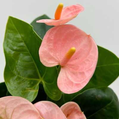 Flamingoblume 'Spirit Champion' hellrosa, inkl. Übertopf Dallas, Topf-Ø 12 cm