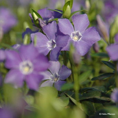 Vinca minor 'Marie' (Kleines Immergrün), 9 cm Topf, 12er-Set