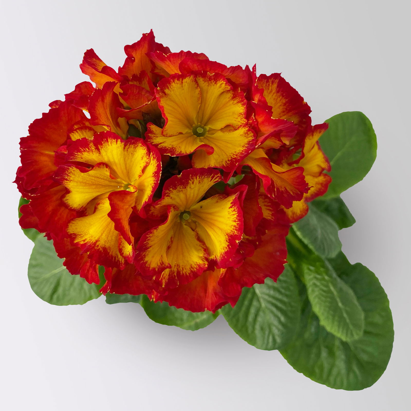 Hohe Schlüsselblume 'Inara® Fire', rot-gelb, Topf-Ø 13 cm, 6 Pflanzen Hohe Schlüsselblume 'Inara® Fire', rot-gelb, Topf-Ø 13 cm, 6 Pflanzen