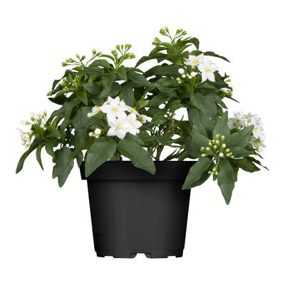 Sommerjasmin weiß, Topf-Ø 12/13 cm, 6er-Set