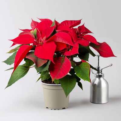 Bio Weihnachtsstern, rot, Topf-Ø 12 cm, 3 Pflanzen