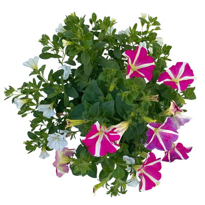 Petunie/Zauberglöckchen 'Duo' weiß-pink, Topf-Ø 14 cm, 4 Pflanzen
