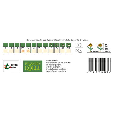 Viridiflora Tulpen 'China Town', rosa, 7 Blumenzwiebeln