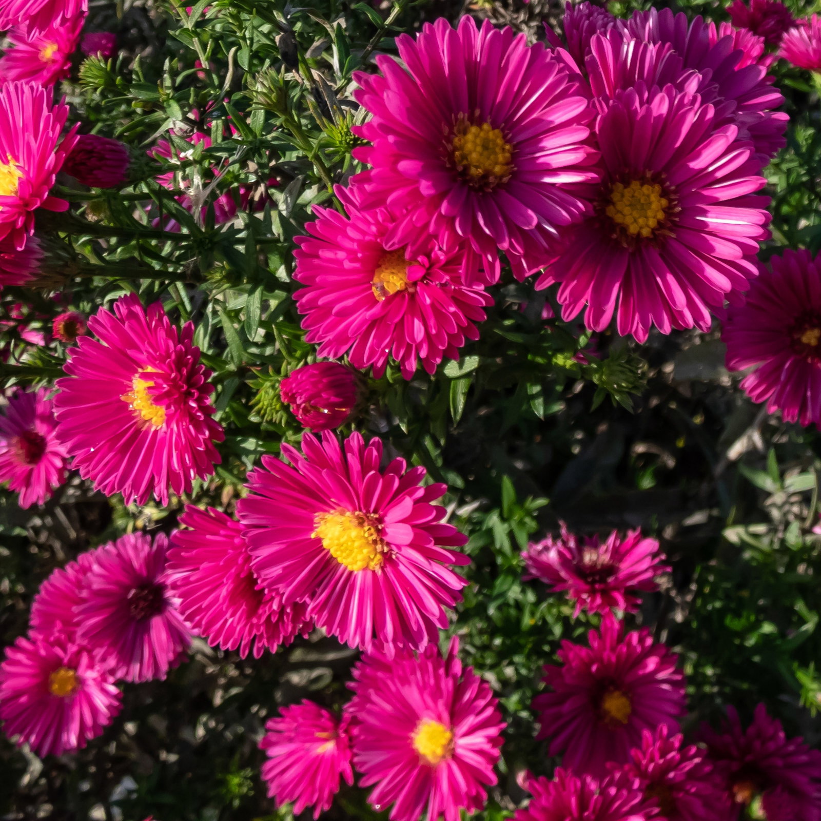 Bio Kissenaster 'Jenny', purpurrot, Topf 11x11 cm, 3Pflanzen Bio Kissenaster 'Jenny', purpurrot, Topf 11x11 cm, 3Pflanzen