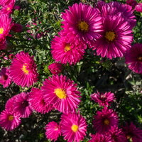 Bio Kissenaster 'Jenny', purpurrot, Topf 11x11 cm, 3Pflanzen Bio Kissenaster 'Jenny', purpurrot, Topf 11x11 cm, 3Pflanzen