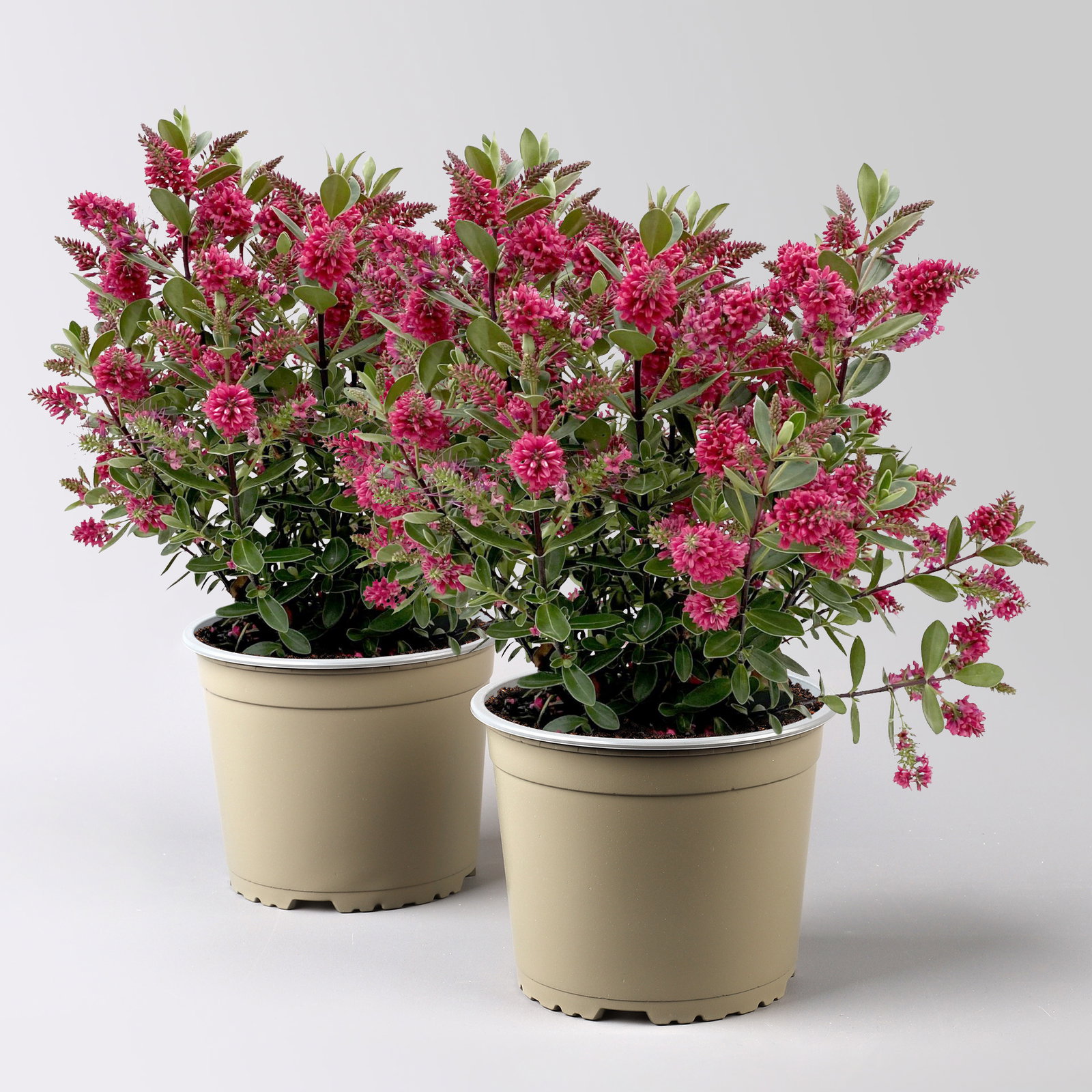 Hebe 'All Blooms®', rot, Topf 17 cm Ø, Höhe ca. 35 cm, 2 Pflanzen Hebe 'All Blooms®', rot, Topf 17 cm Ø, Höhe ca. 35 cm, 2 Pflanzen