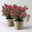 Hebe 'All Blooms®', rot, Topf 17 cm Ø, Höhe ca. 35 cm, 2 Pflanzen Hebe 'All Blooms®', rot, Topf 17 cm Ø, Höhe ca. 35 cm, 2 Pflanzen