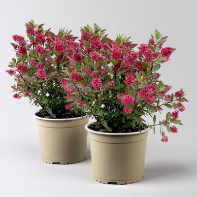 Hebe 'All Blooms®', rot, Topf 17 cm Ø, Höhe ca. 35 cm, 2 Pflanzen Hebe 'All Blooms®', rot, Topf 17 cm Ø, Höhe ca. 35 cm, 2 Pflanzen
