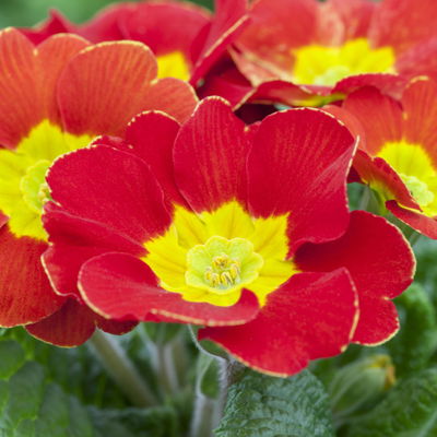 Primel rot, Topf-Ø 10,5 cm, 8 Pflanzen Primel rot, Topf-Ø 10,5 cm, 8 Pflanzen