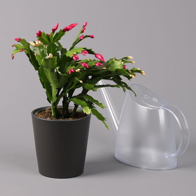 Weihnachtskaktus 'Duo', 2 Farben, Übertopf anthrazit, Topf-Ø 12 cm, 2 Pflanzen