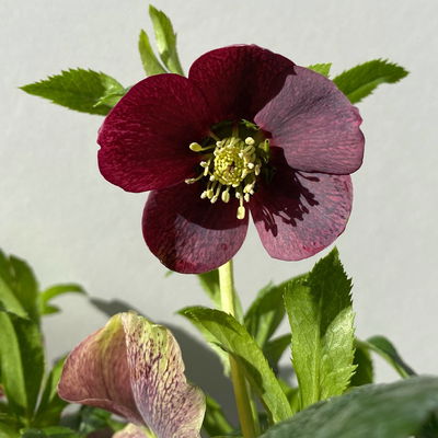 Lenzrose ViV® 'Victoria', purpurviolett, Topf-Ø 15 cm, 2 Pflanzen