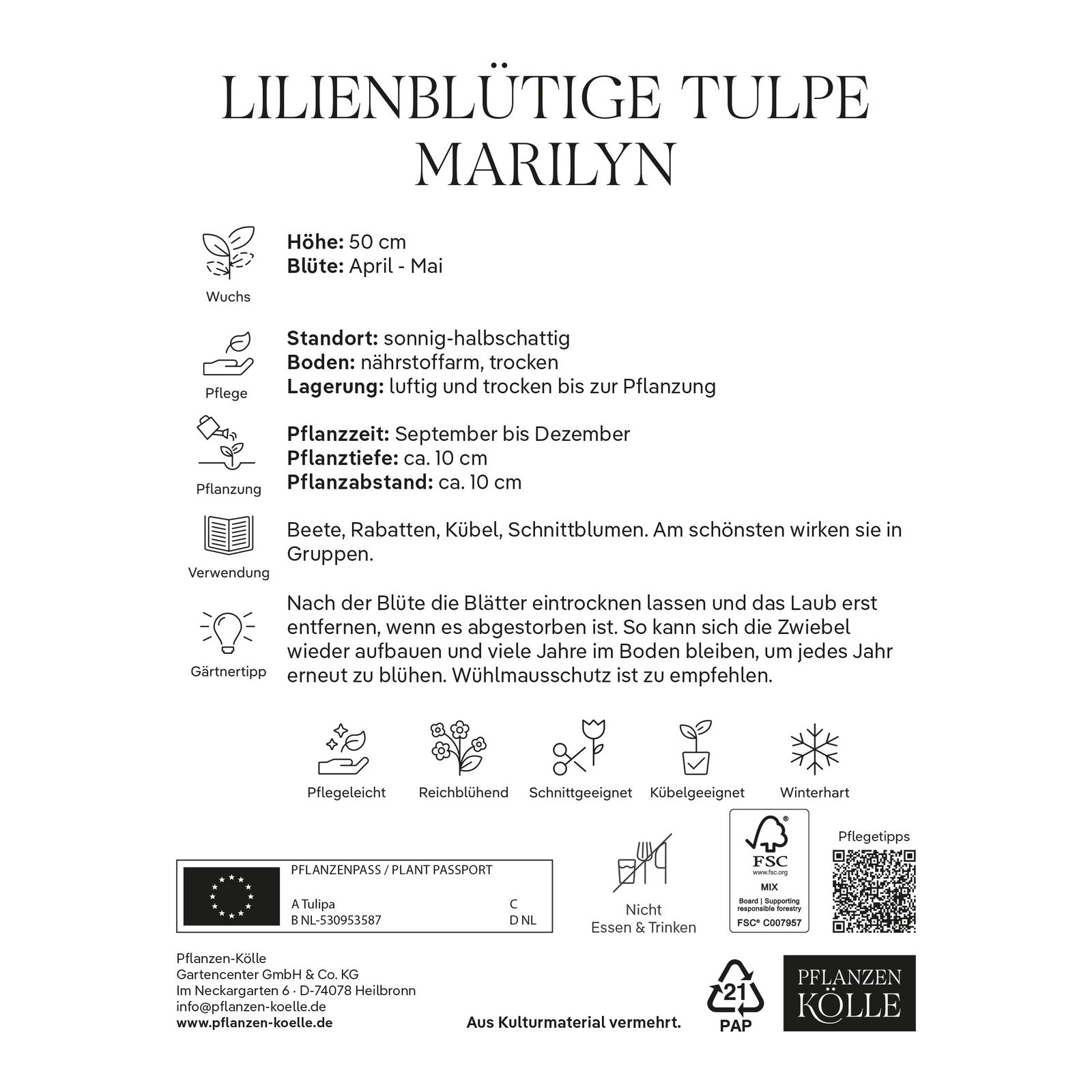 Lilienblütige Tulpen 'Marilyn', weiß, orange, Größe 11/12, 7 Blumenzwiebeln