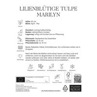 Lilienblütige Tulpen 'Marilyn', weiß, orange, Größe 11/12, 7 Blumenzwiebeln