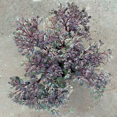Garten-Fettblatt 'Red Canyon', pink, Topf-Ø 12 cm, 6er-Set Garten-Fettblatt 'Red Canyon', pink, Topf-Ø 12 cm, 6er-Set