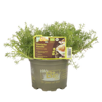 Römische Kamille, Kölle Bio, 12cm Topf, frisch aus unserer Bio-Gärtnerei Römische Kamille, Kölle Bio, 12cm Topf, frisch aus unserer Bio-Gärtnerei