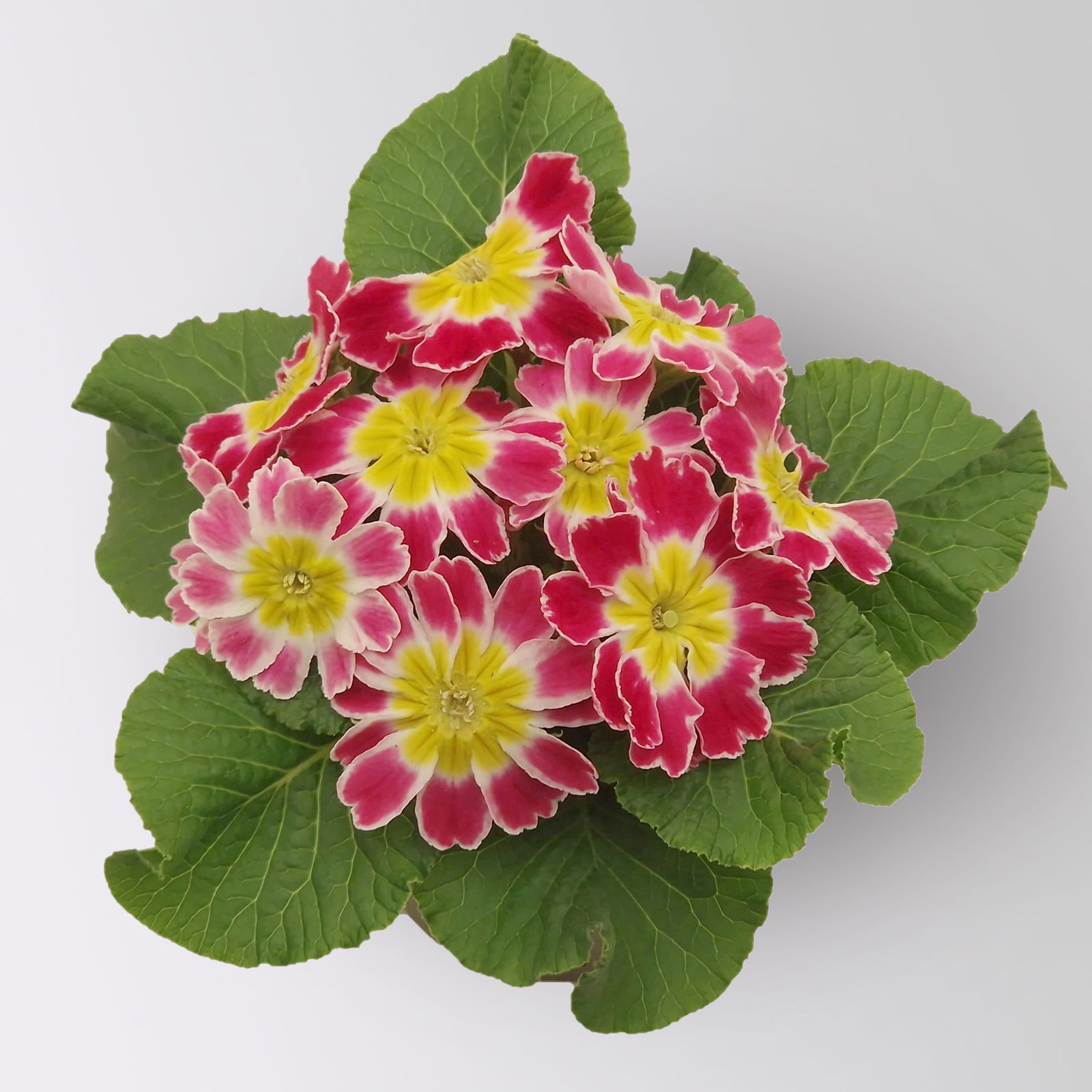 Primel 'Star Fever Rosa' dunkelrosa/weiß gerandet, Topf-Ø 11 cm, 8 Stück