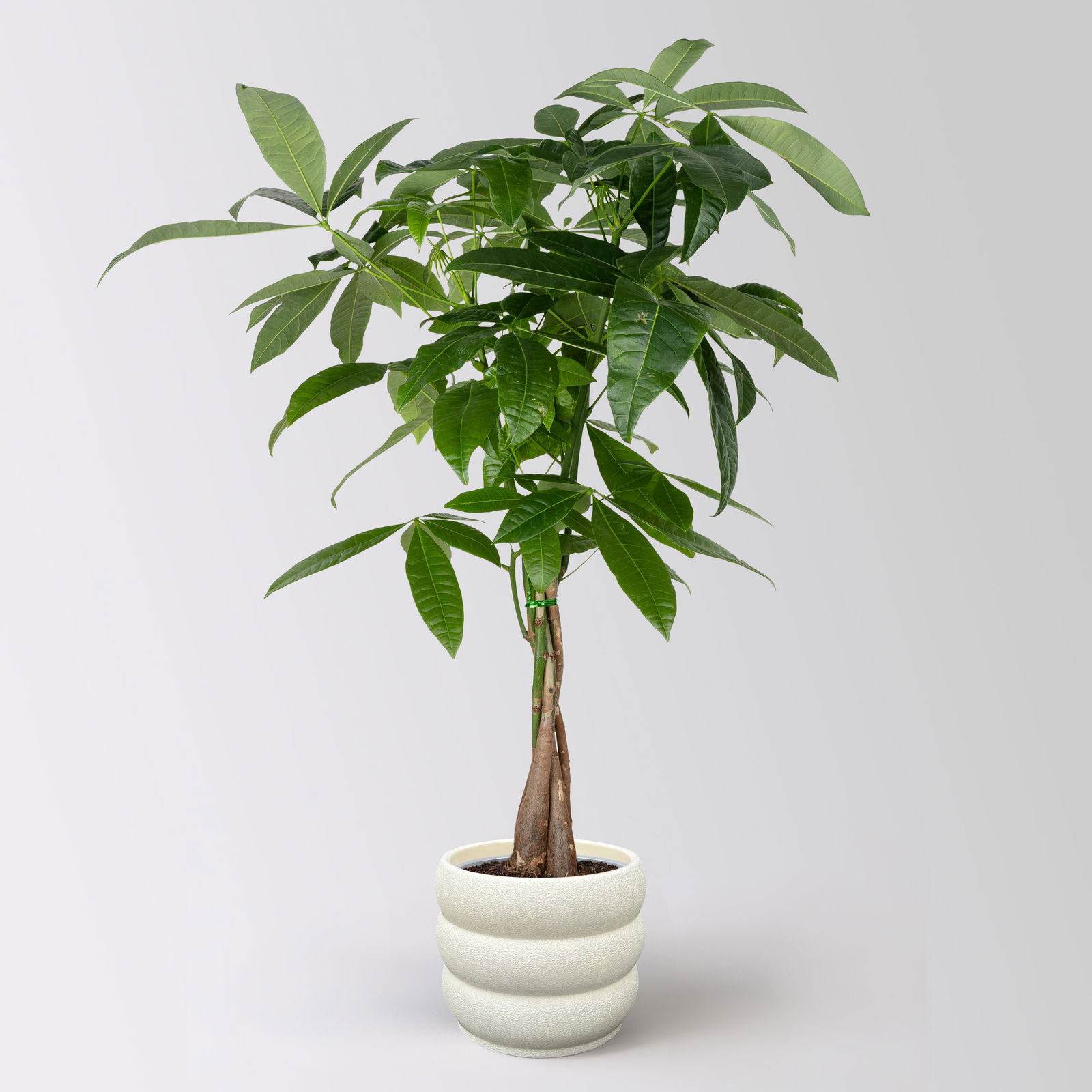 Glückskastanie, Topf-Ø 17 cm, inkl. Keramikübertopf Byron