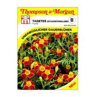 Studentenblume (Tagetes) Paprika / einjährig 