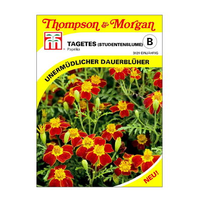 Studentenblume (Tagetes) Paprika / einjährig  Studentenblume (Tagetes) Paprika / einjährig