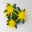 Chrysantheme 'Chrysanne® Fireworks Yellow', gelb, Topf-Ø 13 cm, 3 Pflanzen