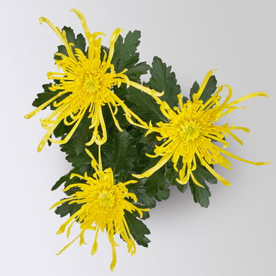 Chrysantheme 'Chrysanne® Fireworks Yellow', gelb, Topf-Ø 13 cm, 3 Pflanzen Chrysantheme 'Chrysanne® Fireworks Yellow', gelb, Topf-Ø 13 cm, 3 Pflanzen