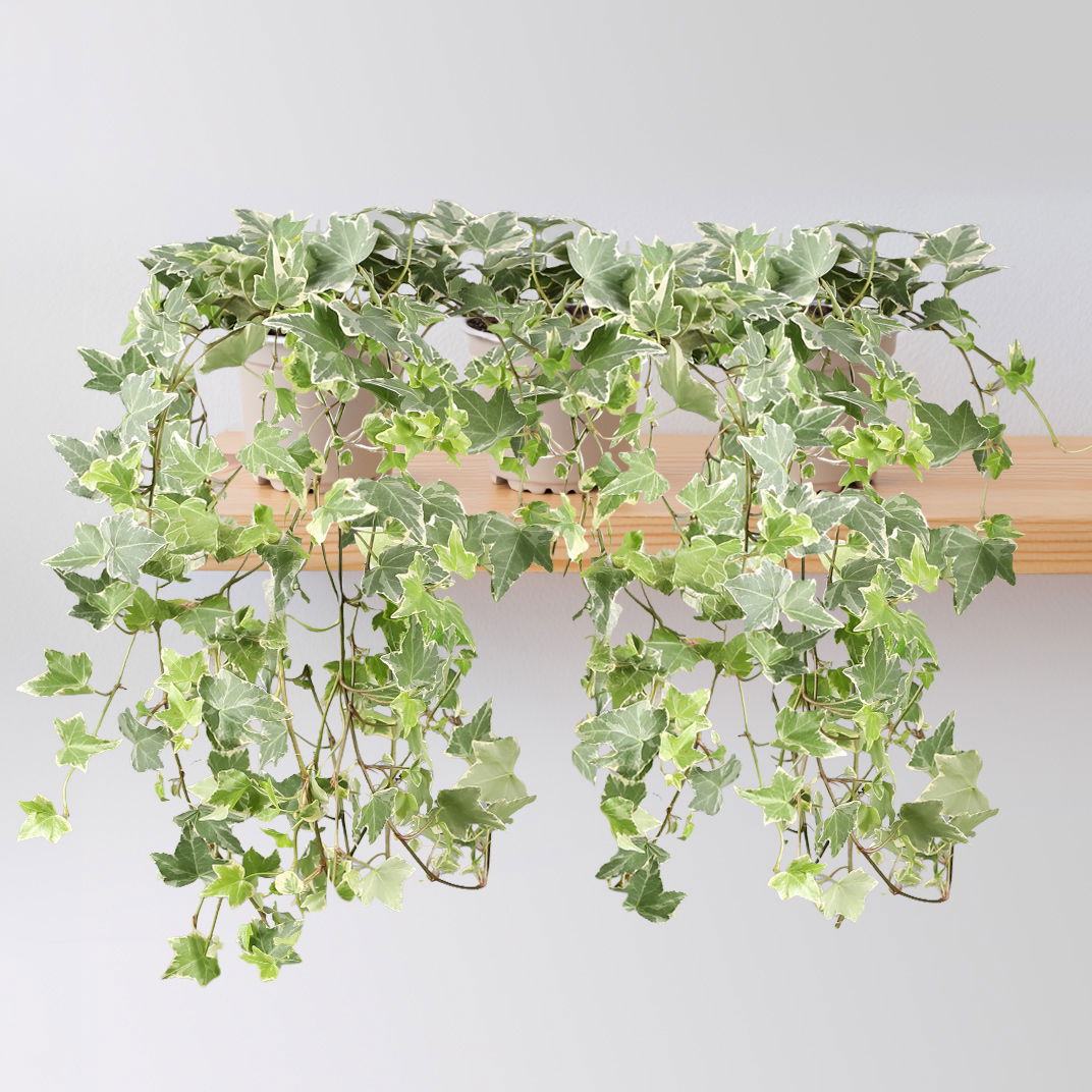 Weißbunter Efeu, Topf-Ø 12/13 cm, 3 Pflanzen