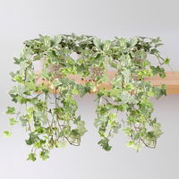 Weißbunter Efeu, Topf-Ø 12/13 cm, 3 Pflanzen