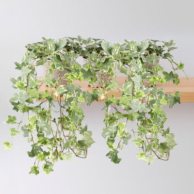 Weißbunter Efeu, Topf-Ø 12/13 cm, 3 Pflanzen