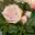 Rosen