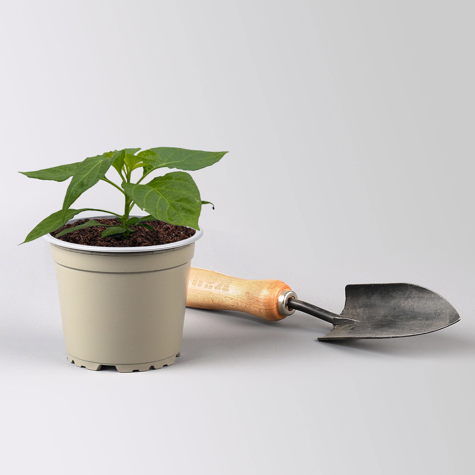 Bio Chili 'Habanero Red' Topf-Ø 12 cm, 3 Pflanzen