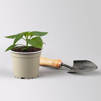 Bio Chili 'Habanero Red' Topf-Ø 12 cm, 3 Pflanzen