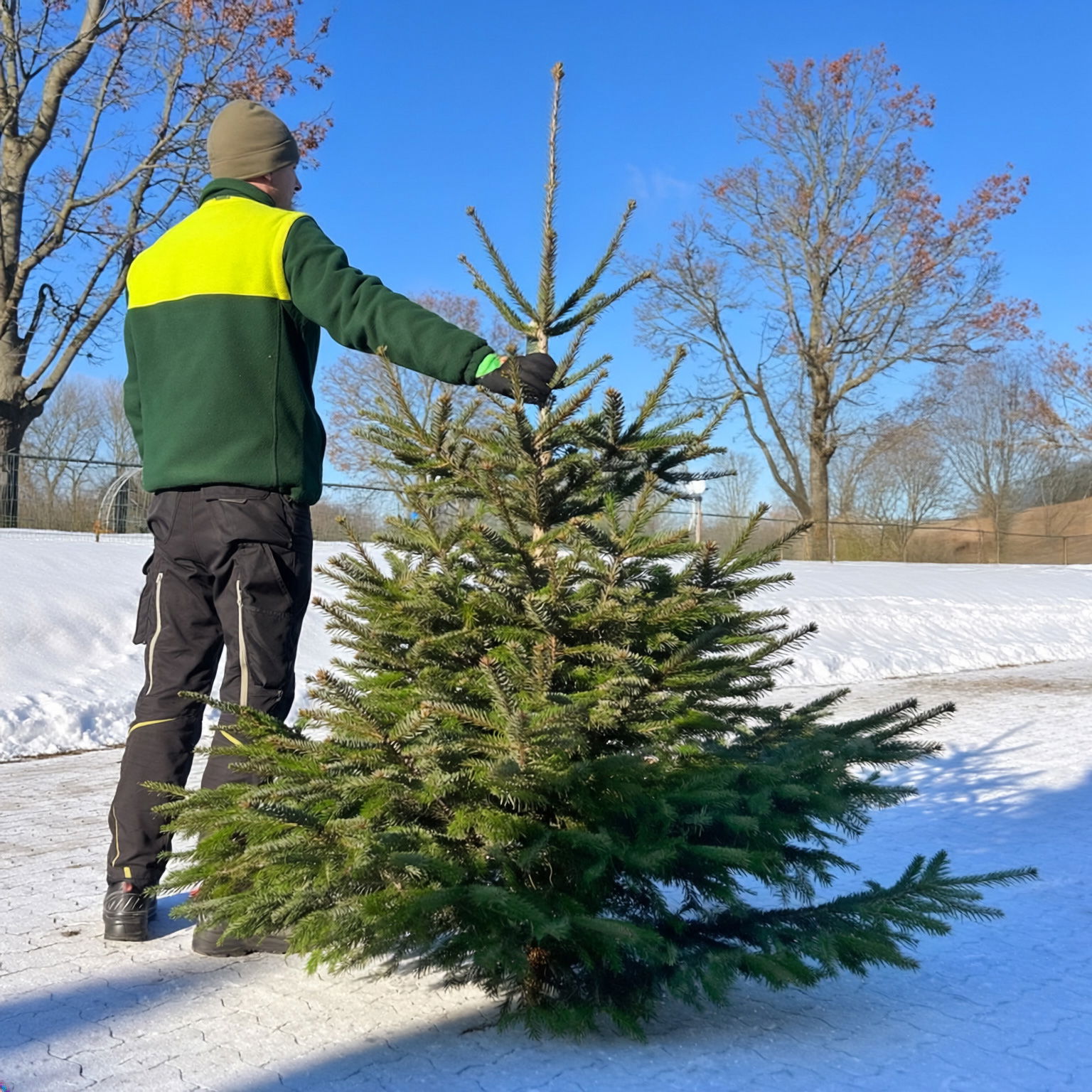 Nordmanntanne geschlagen 1. Wahl, 125/150 cm