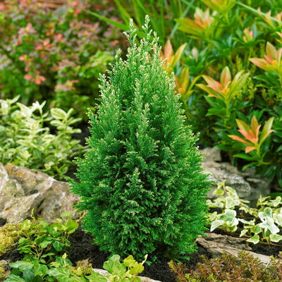 Weißgrüne Kegelzypresse 'Snow White', 10er-Set, Höhe 20-30 cm, Topf 2 Liter