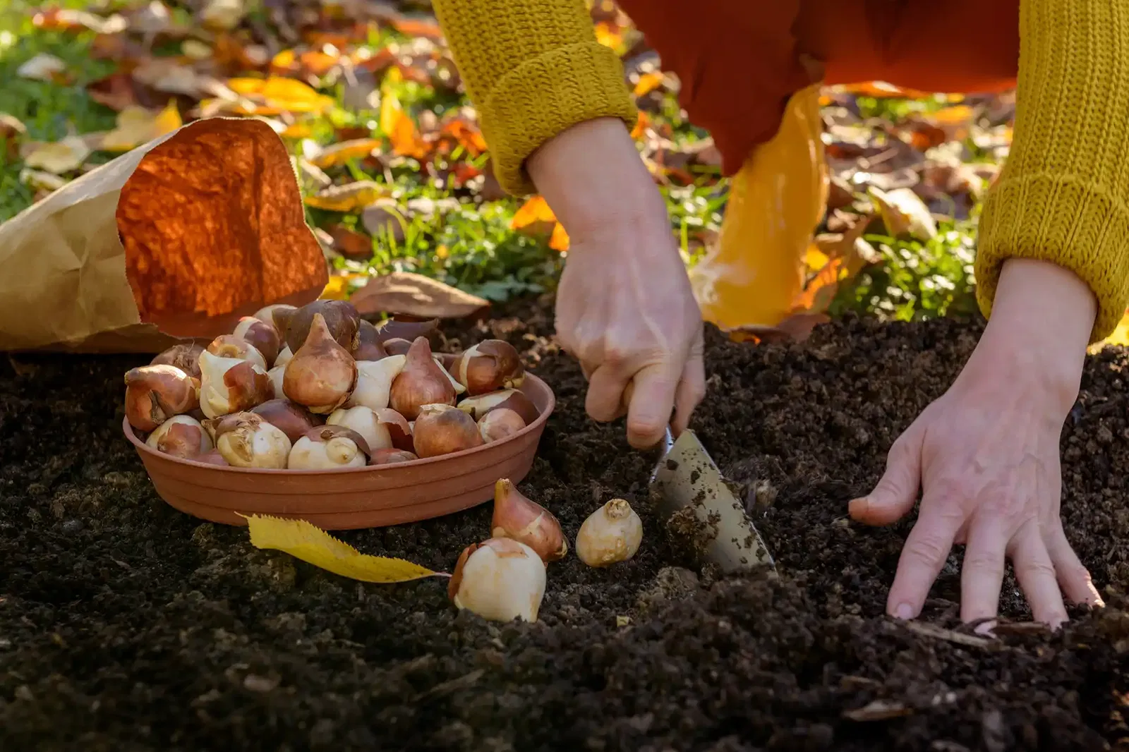 blumenzwiebel pflanzen