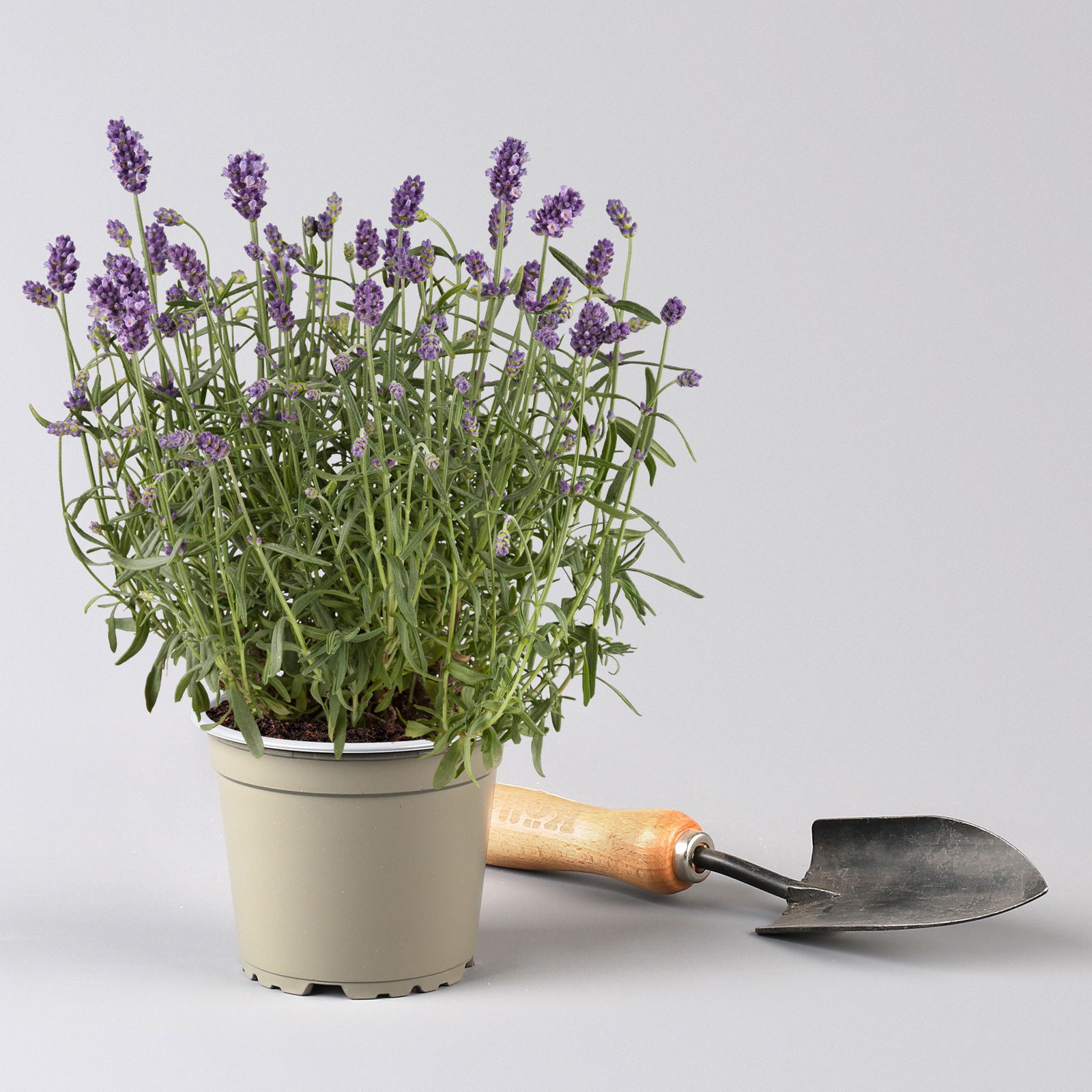 Lavendel, 6er-Set, Topf 12 / 13 cm Ø