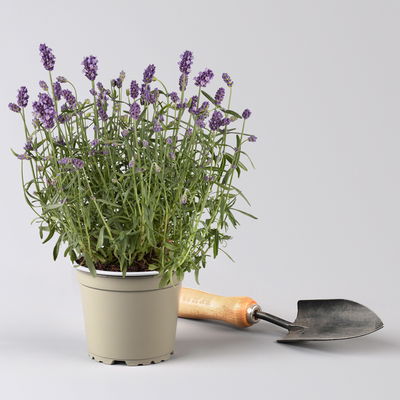 Lavendel 'Hidcote', blauviolett, Topf-Ø 12 cm, 6 Pflanzen Lavendel 'Hidcote', blauviolett, Topf-Ø 12 cm, 6 Pflanzen