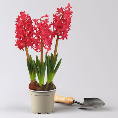 Hyazinthe gelb, orange & rot, vorgetrieben, Topf-Ø 12 cm, 6 Pflanzen