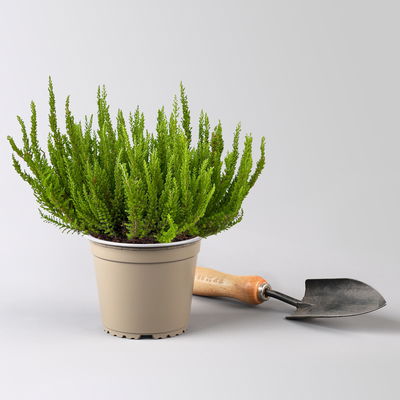 Besenheide SKYLINE®, gelb, Topf-Ø 13 cm, 3 Pflanzen