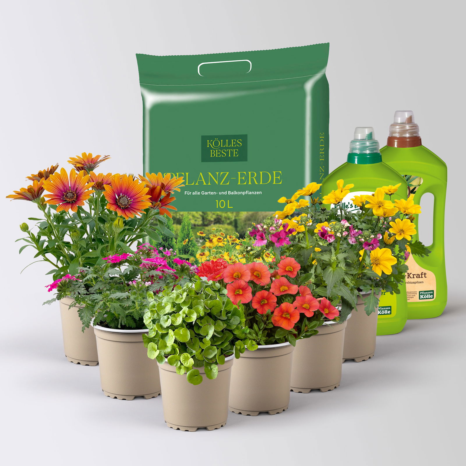 Pflanzenkreation 'Tequila Sunrise', 6 Pflanzen inkl. Erde und Dünger