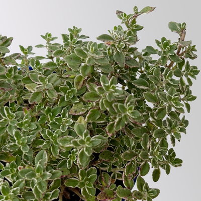 Silverland Mix Mini, silber-grau, Topf-Ø  7 cm, 12 Pflanzen