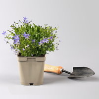 Bio Campanula garganica blau, Topf 11x11 cm, 3 Pflanzen Bio Campanula garganica blau, Topf 11x11 cm, 3 Pflanzen