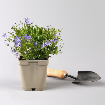 Bio Campanula garganica blau, Topf 11x11 cm, 3 Pflanzen Bio Campanula garganica blau, Topf 11x11 cm, 3 Pflanzen