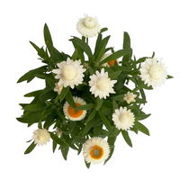 Strohblume weiß, Topf- Ø 12 cm, 6 Stück