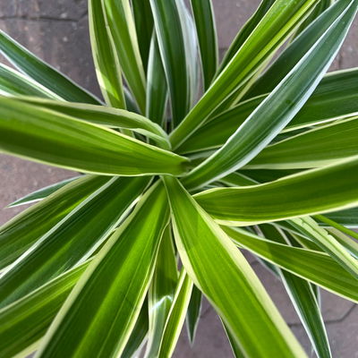 Grünlilie 'Irish', grün-weiß, Topf-Ø 12 cm, 2 Pflanzen Grünlilie 'Irish', grün-weiß, Topf-Ø 12 cm, 2 Pflanzen