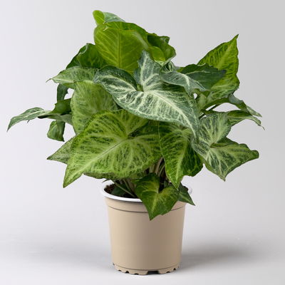 Syngonium 'Arrow', Topf-Ø 12cm, Höhe ca. 25 cm, 3 Stück Syngonium 'Arrow', Topf-Ø 12cm, Höhe ca. 25 cm, 3 Stück