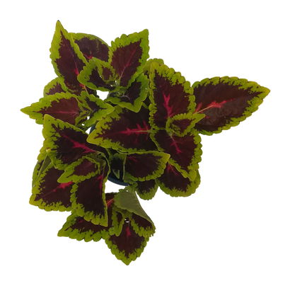 Buntnessel 'Alligator Alley', grün-pink-dunkelrot, Topf-Ø 12 cm, 6 Pflanzen