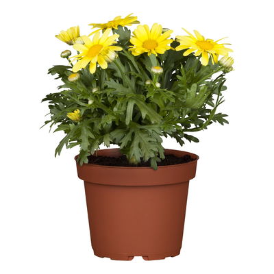 Margerite, hellgelb, Topf-Ø 11 cm, 8 Pflanzen