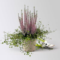 Knospenheide & Mühlenbeckia Duo, lila, Topf-Ø 13 cm, 6 Pflanzen