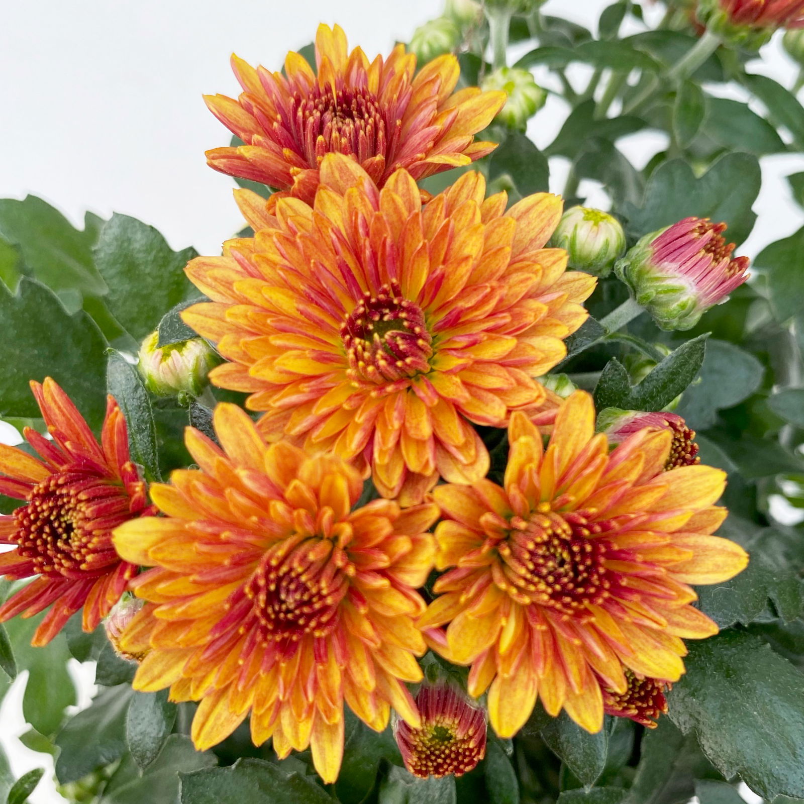 Pflanzenkreation Bunter Herbst, 12 Pflanzen inkl. 2x 10 l Erde